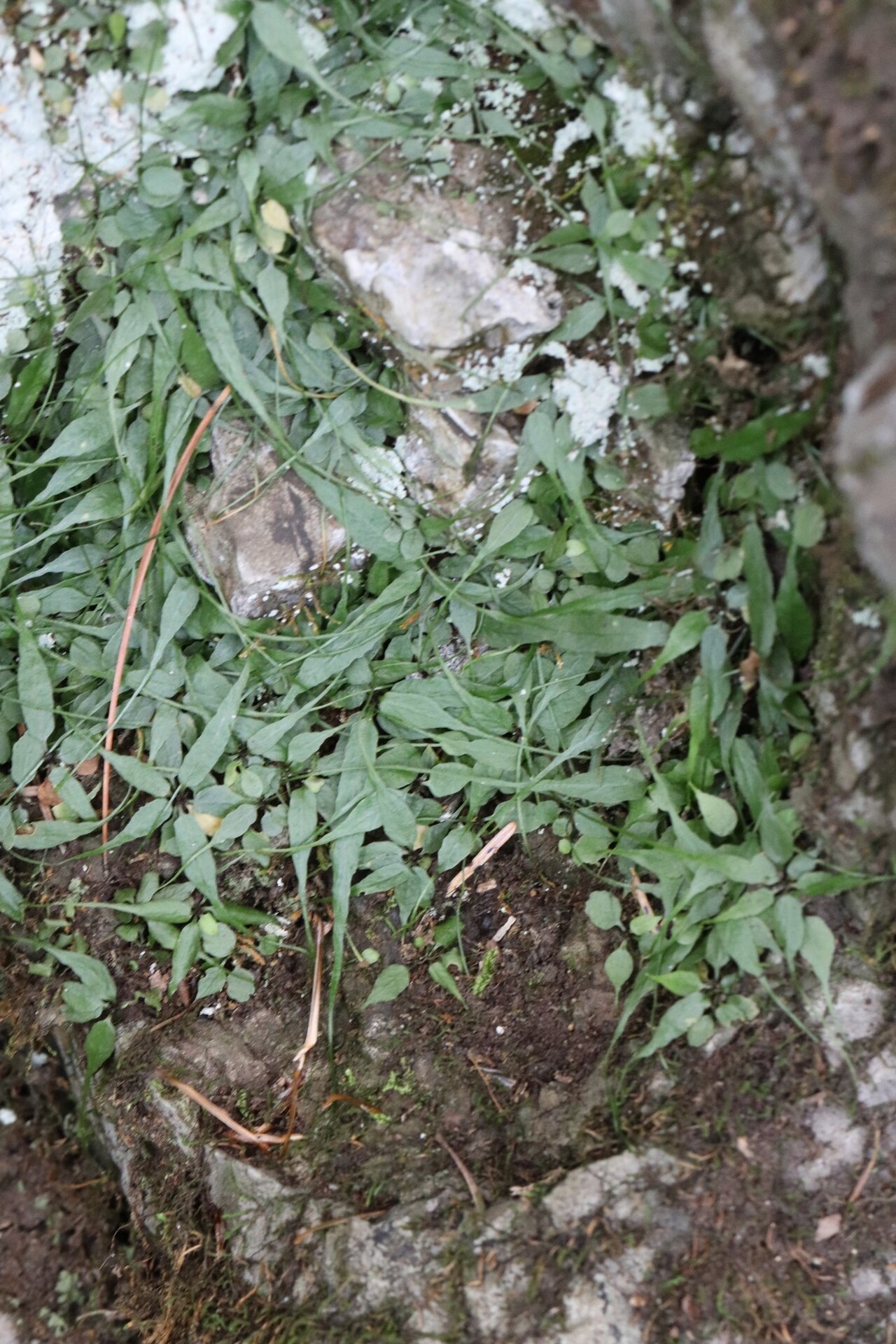 Asplenium ruprechtii: Asian walking fern