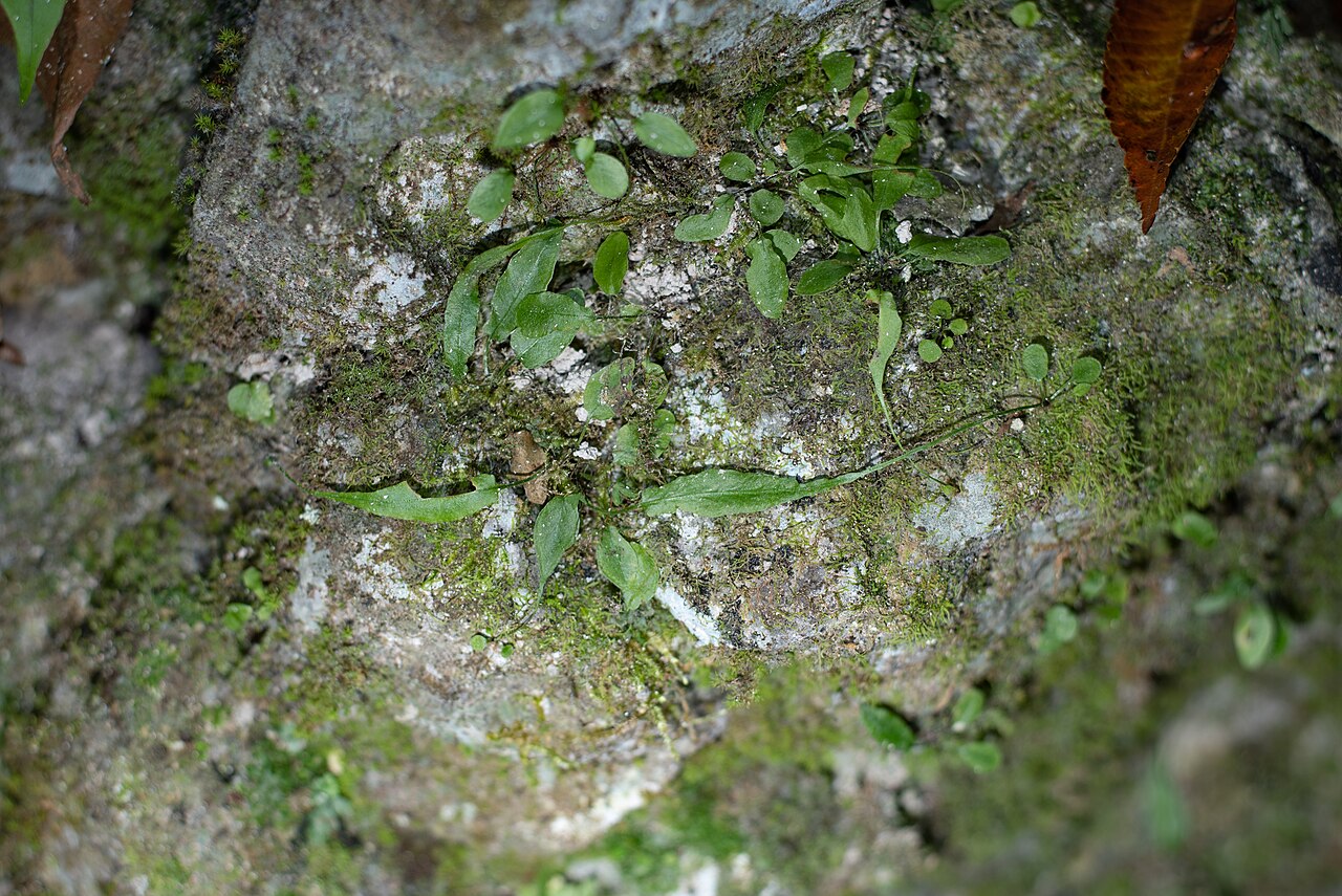 Asplenium ruprechtii: Asplenium ruprechtii, calciphilous fern, found in Kusama, Niimi, Okayama, Japan