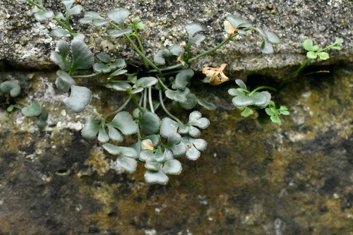 Wall-rue (Asplenium ruta-muraria)