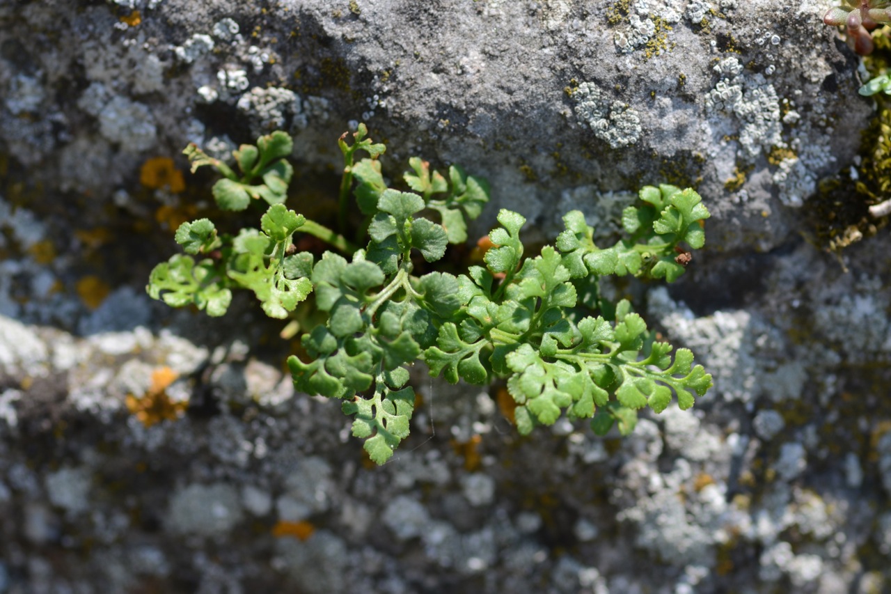 Wall-rue: Asplenium ruta-muraria