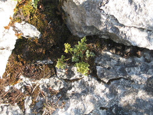 Wall-rue (Asplenium ruta-muraria)