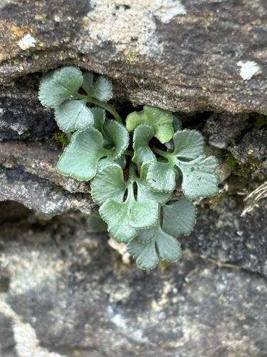 Wall-rue (Asplenium ruta-muraria)