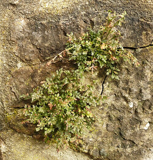 Wall-rue: Asplenium ruta-muraria , Hohenlohe, Germany