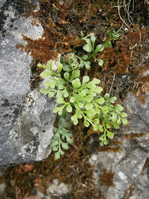 Wall-rue: Asplenium ruta-muraria
