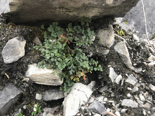 Wall-rue (Asplenium ruta-muraria)