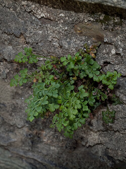 Wall-rue: Wall rue (Asplenium ruta-muraria) Boffetto - Piateda, SO, Italy