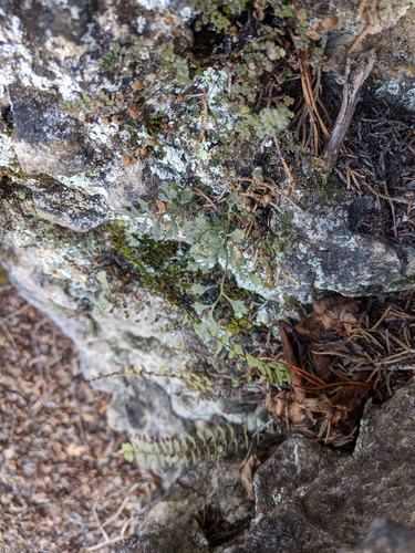 Wall-rue (Asplenium ruta-muraria)