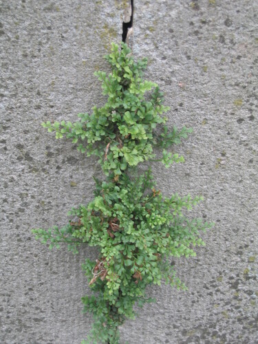 Wall-rue (Asplenium ruta-muraria)
