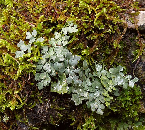 Wall-rue: Asplenium ruta-muraria , Tauberland, Germany