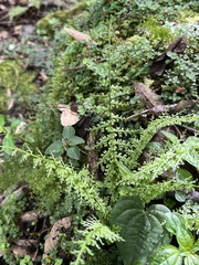 Rue spleenwort (Asplenium rutaceum)