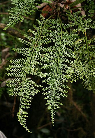 Asplenium rutifolium: Asplenium rutifolium , Streifenfarngewächse (Aspleniaceae) – Südafrika/South Africa: Mpumalanga, Graskop Gorge S Graskop, ca. 1370 m