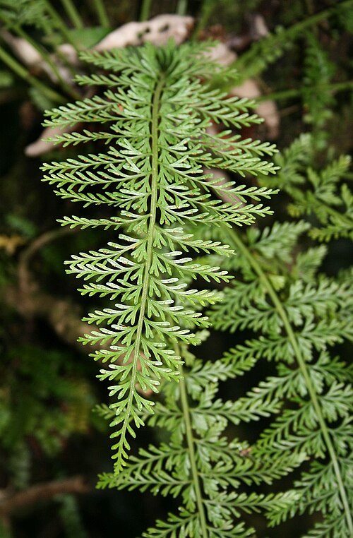 Asplenium rutifolium: Asplenium rutifolium , Streifenfarngewächse (Aspleniaceae) – Südafrika/South Africa: Mpumalanga, Graskop Gorge S Graskop, ca. 1370 m