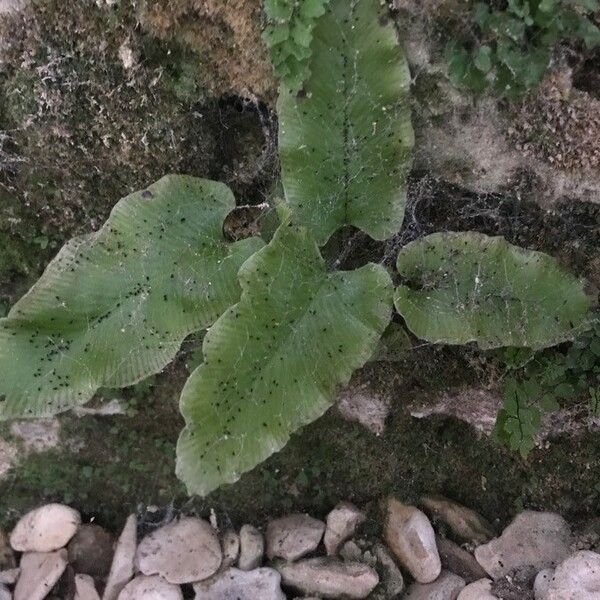 Asplenium sagittatum (Asplenium sagittatum)