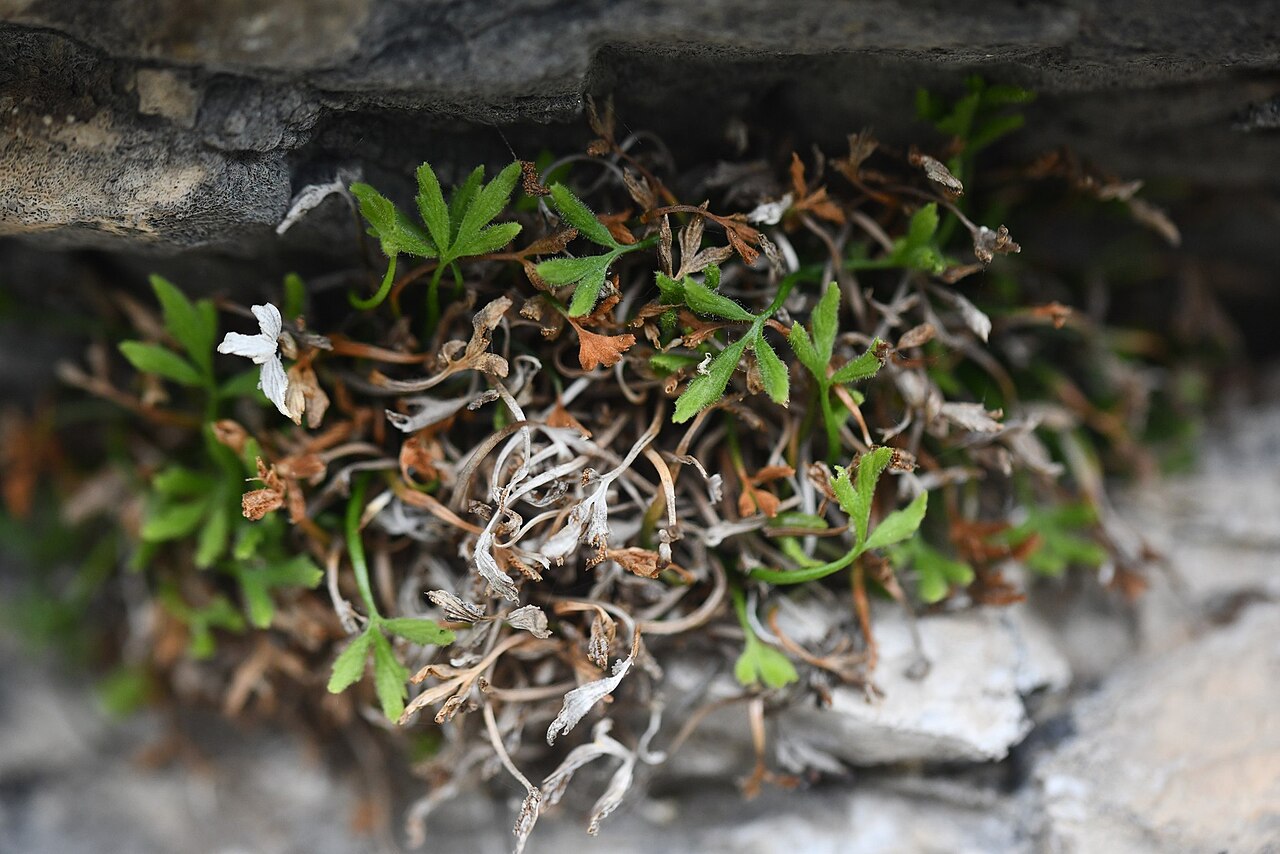 Asplenium seelosii: Asplenium seelosii in Italy