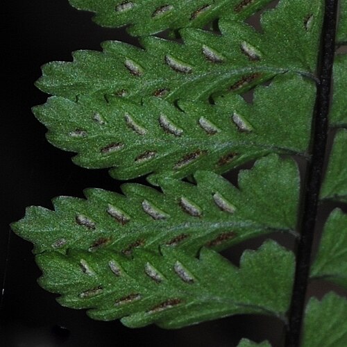 Asplenium sellowianum: Asplenium sellowianum . Aspleniaceae. Fotos tomadas bajo bosque ribereño al margen del Arroyo David Ciego en Bajada de Pena, departamento de Rivera, Uruguay.