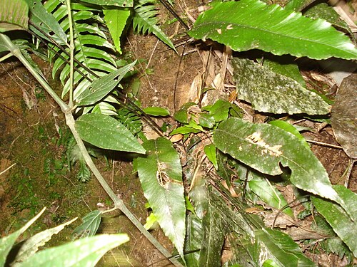 Wild birdnest fern: Asplenium serratum http://sites.google.com/site/florasbs/home São Bento do Sul - Santa Catarina