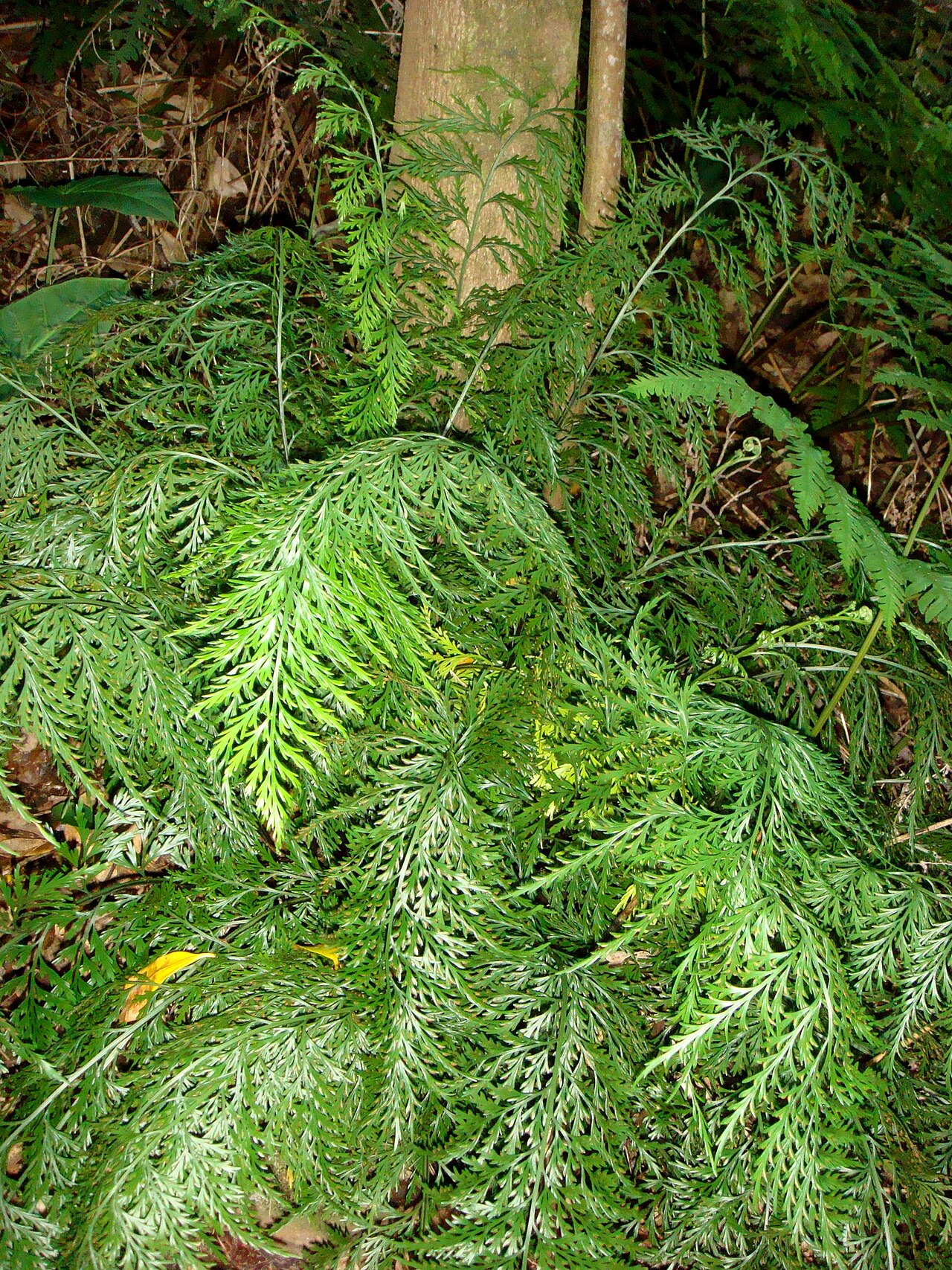 Asplenium shuttleworthianum: Shuttleworth's Spleenwort ( Asplenium shuttleworthianum ) in New Zealand