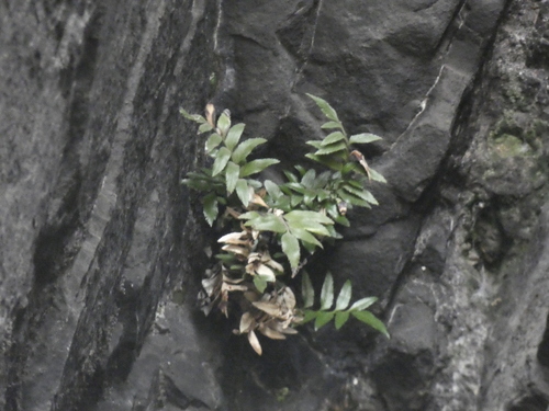 Asplenium sphenoides (Asplenium sphenoides)
