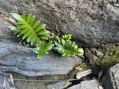 Asplenium sphenoides (Asplenium sphenoides)