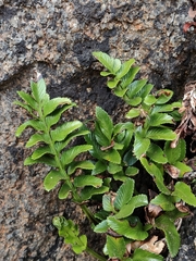 Asplenium sphenoides (Asplenium sphenoides)