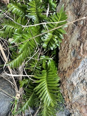 Asplenium sphenoides (Asplenium sphenoides)