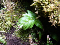 Asplenium sphenoides (Asplenium sphenoides)