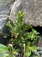 Asplenium sphenoides (Asplenium sphenoides)