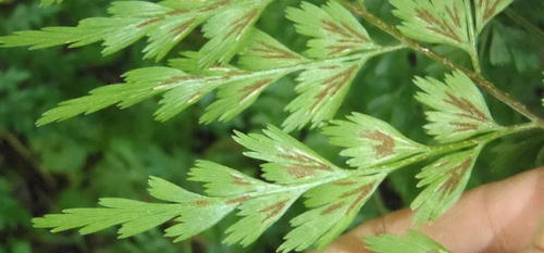 Asplenium splendens (Asplenium splendens)