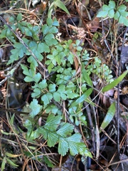 Asplenium splendens (Asplenium splendens)