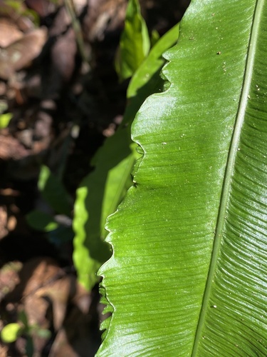 Asplenium stuebelianum (Asplenium stuebelianum)