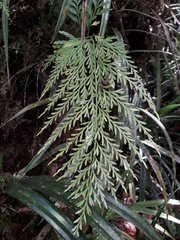 Asplenium subflexuosum (Asplenium subflexuosum)