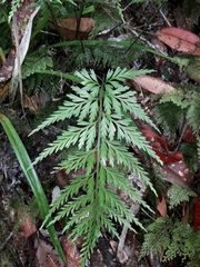 Asplenium subflexuosum (Asplenium subflexuosum)