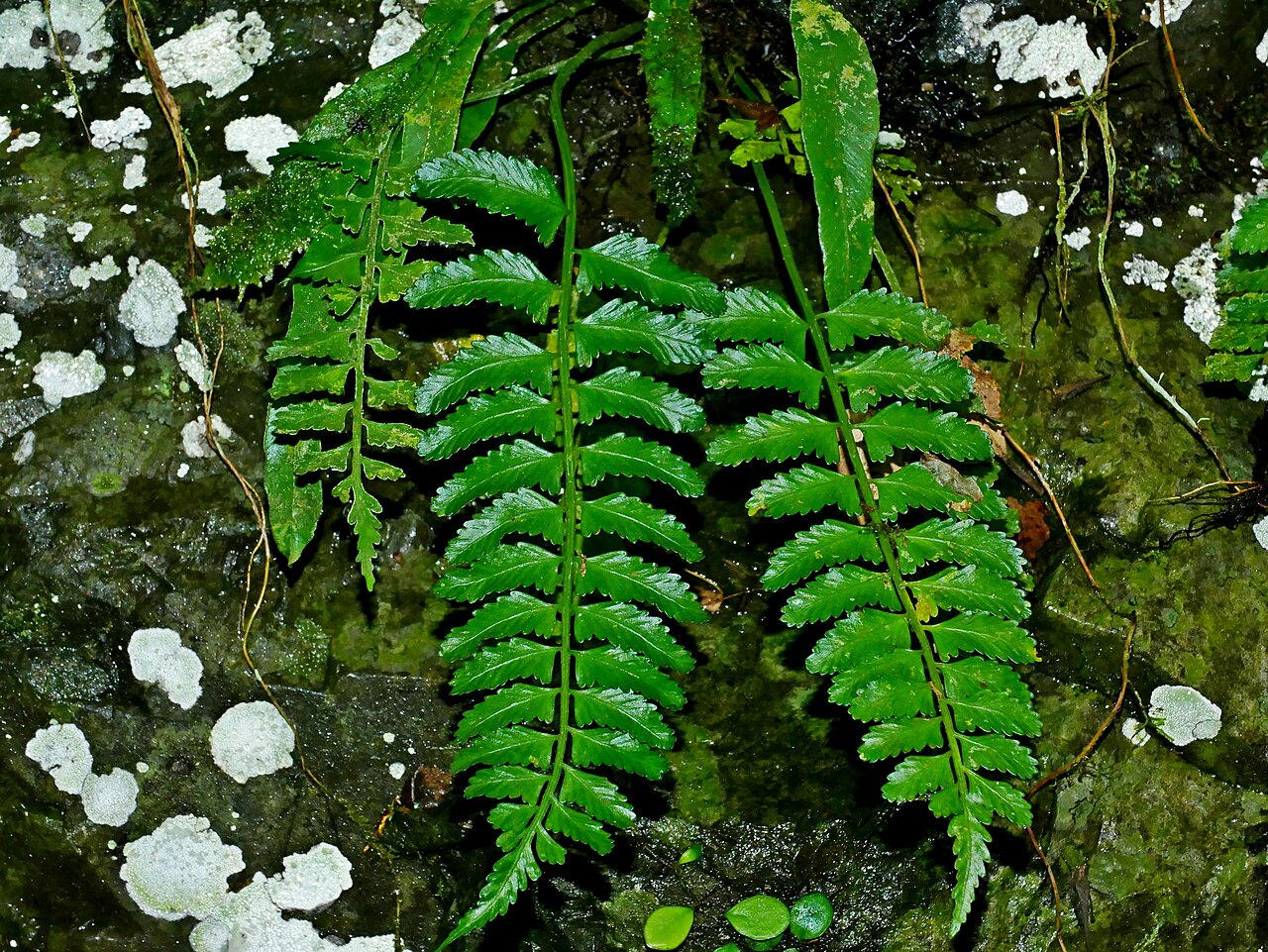 Delicate spleenwort: Asplenium tenerum in Taiwan
