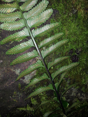 Delicate spleenwort (Asplenium tenerum)