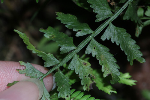 Delicate spleenwort (Asplenium tenerum)