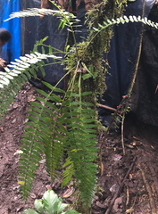 Delicate spleenwort (Asplenium tenerum)