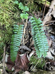 Delicate spleenwort (Asplenium tenerum)