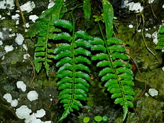 Delicate spleenwort (Asplenium tenerum)