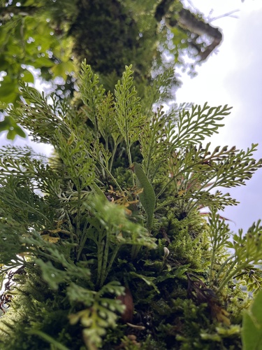Asplenium theciferum (Asplenium theciferum)