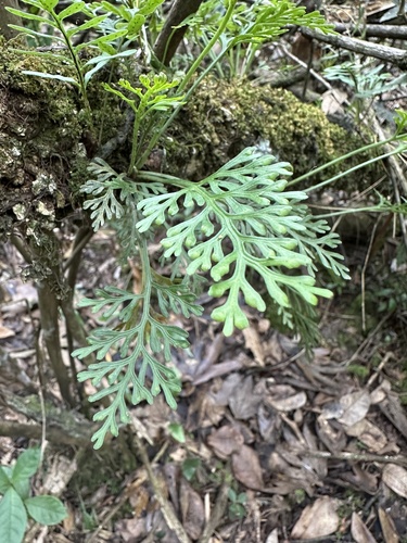 Asplenium theciferum (Asplenium theciferum)
