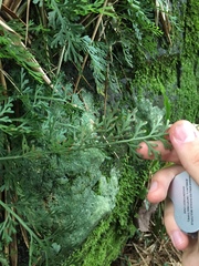 Asplenium theciferum (Asplenium theciferum)