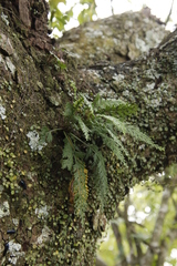 Asplenium theciferum (Asplenium theciferum)