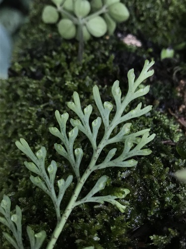 Asplenium theciferum (Asplenium theciferum)