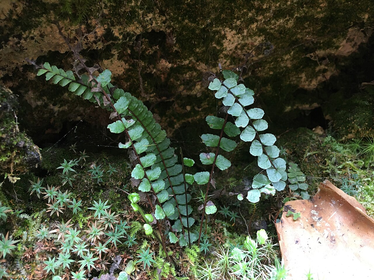 Diamond spleenwort: Asplenium triphyllum en la quebrada Aquilpo. Foto tomada durante el paseo fotográfico en la quebrada de Aquilpo (Cordillera Blanca, Áncash) los días 4 y 5 de no