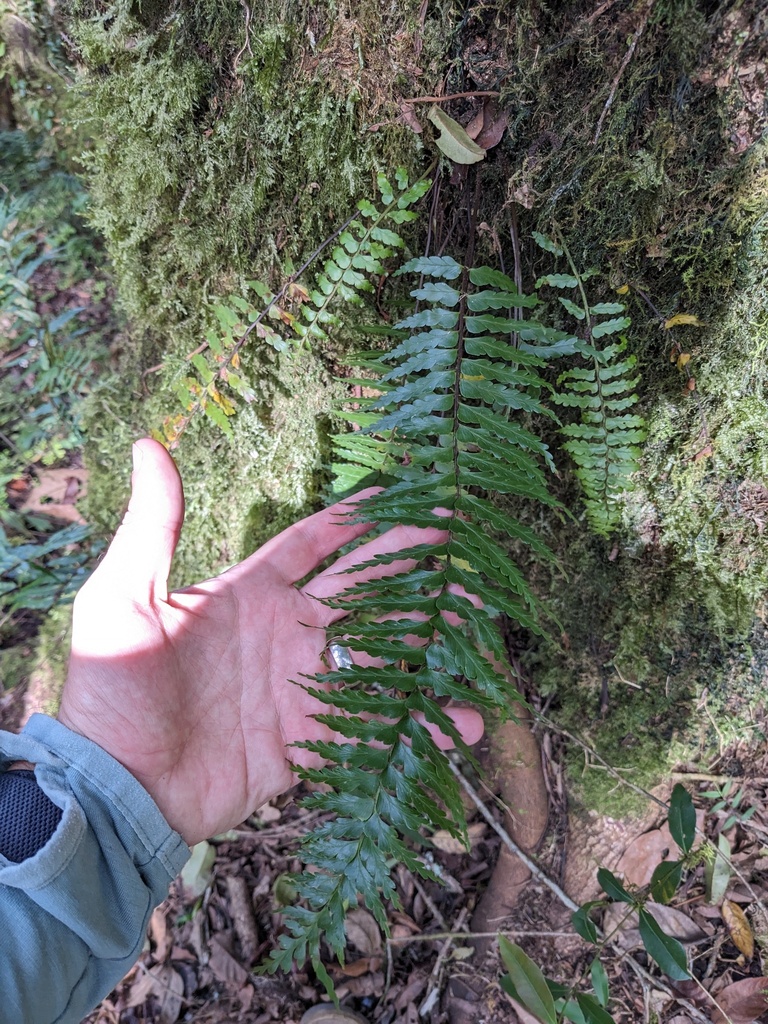 Asplenium truncatum (Asplenium truncatum)