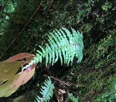 Asplenium truncatum (Asplenium truncatum)