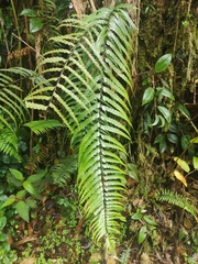 Asplenium truncatum (Asplenium truncatum)