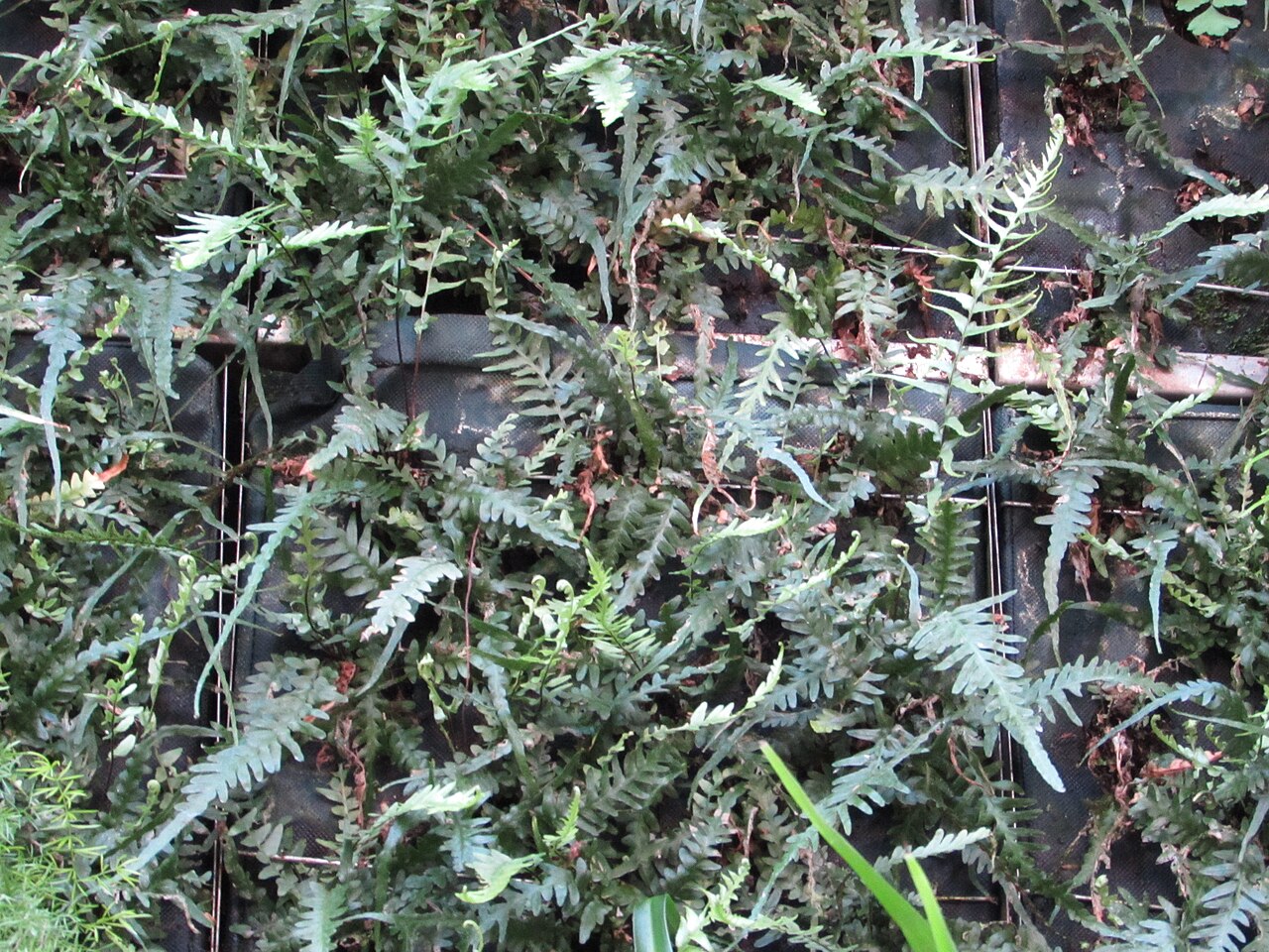 Tutwiler’s spleenwort: Asplenium tutwilerae (identified in the plant catalogue as tetraploid Asplenium × ebenoides ) in the living wall in the conservatory of Longwood Gardens .