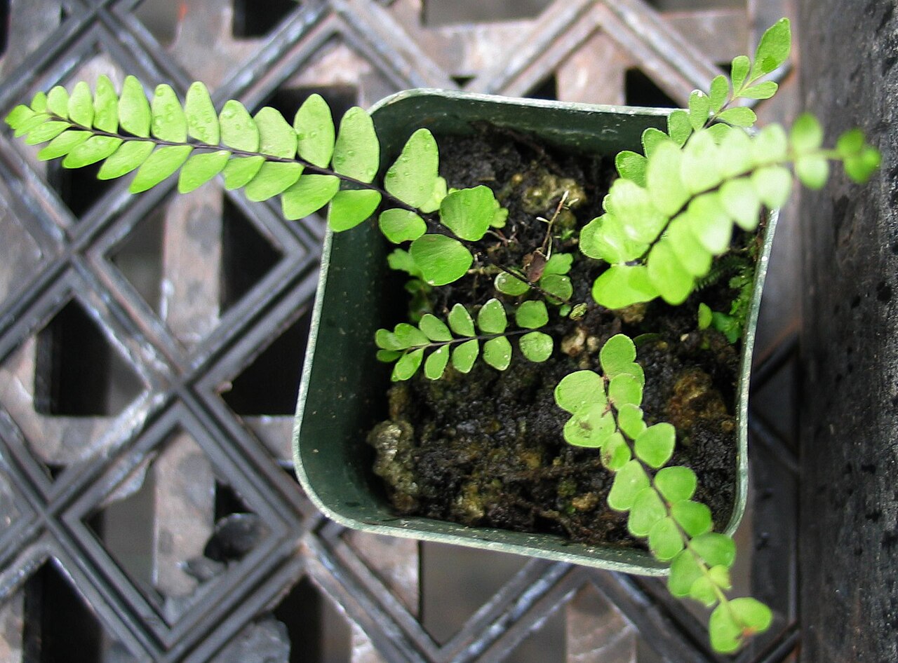 Singlesorus island spleenwort: A cultivated specimen of Asplenium unisorum (syn. Diellia unisora ), the singlesorus island spleenwort, an endangered fern indigenous to O'ahu.