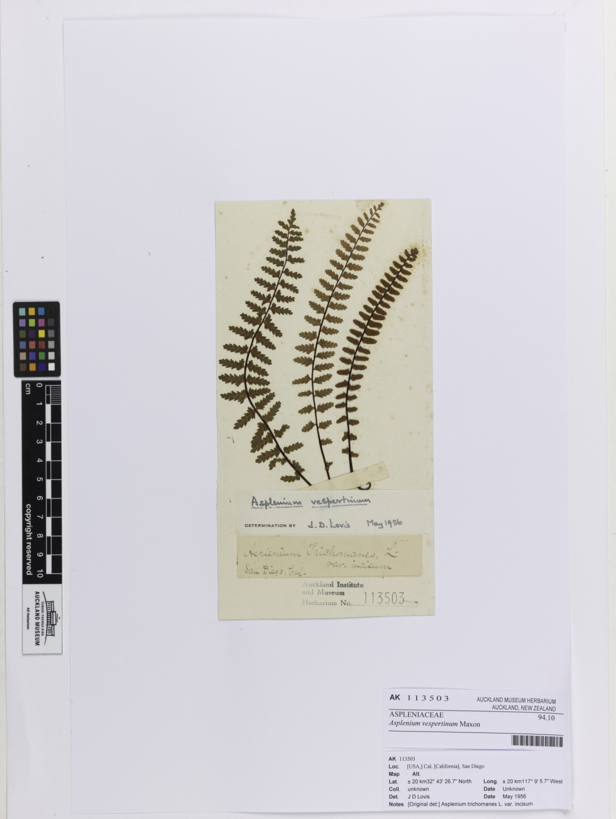 Western spleenwort (Asplenium vespertinum)